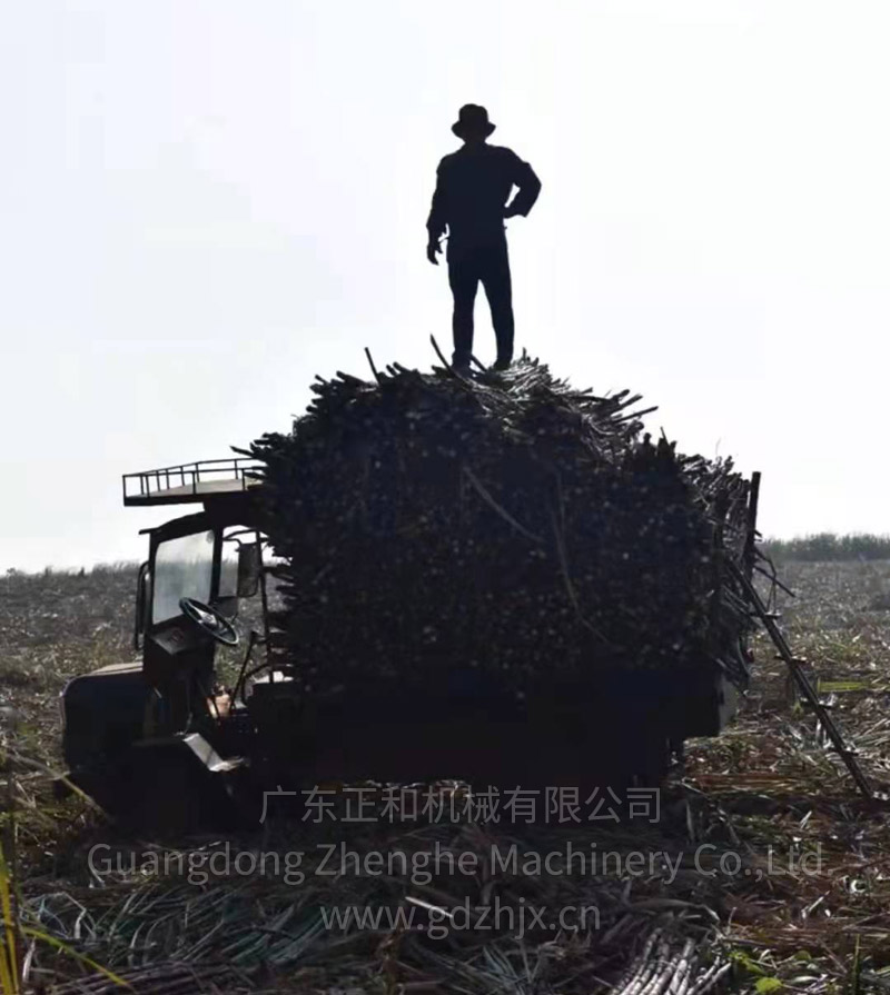 甘蔗全机械化生产和收获